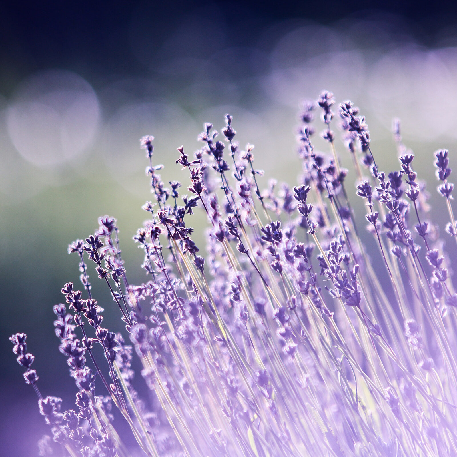 pianta lavanda